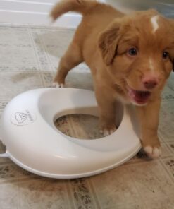 BABYBJORN Toilet Trainer, White/Gray, 1 Count (Pack of 1) White/Grey 40 81PJsMBMrkL