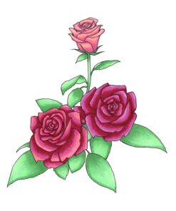 Copic Sketch, Alcohol Markers, 6pc Set, Floral Favorites 1 Marker Set 7 81PJsdmIKKL