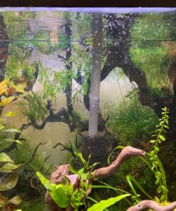 AquaClear 50 Power Filter, Fish Tank Filter for 20- to 50-Gallon Aquariums (Packaging may vary) 20 to 50 Gallons - 50 36 81PM0B3NMZL