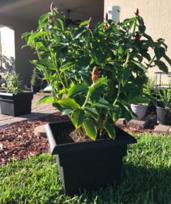 Bloem Veranda Deck Box Planter Square: 18" - Black 18" 40 81PPuKZ0deL