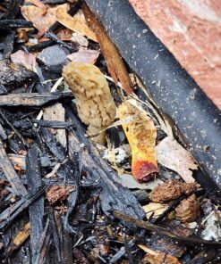 Backyard Morel Mushroom Growing Kit - MOREL HABITAT KIT ® 35 81PQ79 TGKL