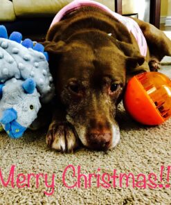 Pet Botanics Training Rewards Mini Treats For Dogs, Bacon, 4 Oz. 4 Ounce (Pack of 1) 30 81PRZB39ivL