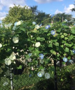 Flower Morning Glory Top of The Morning FBA-7776 (Multi) 50 Non-GMO, Heirloom Seeds 33 81PSnyD08pL