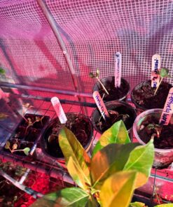 9GreenBox - Seedling Starter Trays, 144 Cells: (24 Trays; 6-Cells Per Tray), Plus 5 Plant Labels 25 81PVAfhIppL