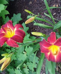 Predator Guard Solar Powered Predator Deterrent LED Light - Scares & Deters Nocturnal Animals Away, Built to Repel Coyote, Fox, Skunk, Bear, Racoon & Wild Creatures - Protect Your Property! 1 31 81PX4uFtP3L