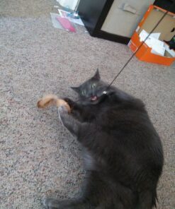 The Natural Pet Company Cat Toys Collection in Gift Box 28 81PXAN45QdL