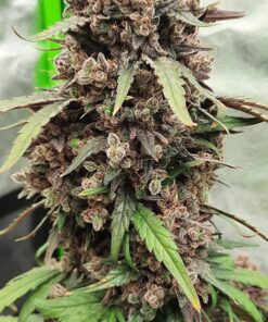 Advanced Nutrients 1201-14 Bloom pH Perfect Fertilizer, 1 Liter, Brown/A 14 81PXwFmjNOL