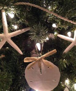 Tumbler Home White Sand Dollars 3"-3.5" - 10pcs - Wedding Seashell Craft Sandollars- Hand Picked and Professionally Packed 30 81PY8RcJHJS