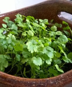 Seeds of Change 1728 Cilantro, Green 26 81PapRmM8TL
