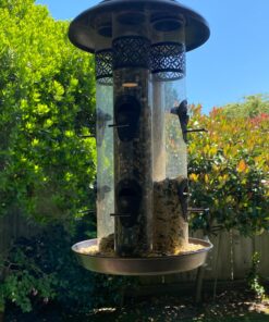 Wagner's 62008 Western Regional Blend Wild Bird Food, 20-Pound Bag 22 81PblV7XpGL