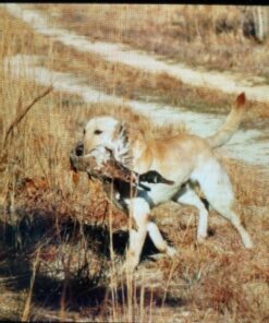 Purina Pro Plan High Calorie, High Protein Dry Dog Food, 30/20 Chicken & Rice Formula - 37.5 lb. Bag 37.50 Pound (Pack of 1) 35 81Pd6K4vL