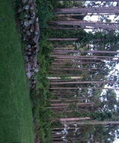 Cutter Backyard Bug Control Spray Concentrate, Mosquito Repellent, Kills Mosquitoes, Fleas & Listed Ants, 32 fl Ounce 1 Pack 43 81Pdsaj6L1L