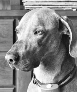 Nikon AF-S FX NIKKOR 16-35mm f/4G ED Vibration Reduction Zoom Lens with Auto Focus for Nikon DSLR Cameras Lens Only 34 81PeKndrS0L