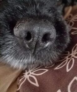 Healing Solutions 10ml Oils - Oregano Essential Oil - 0.33 Fluid Ounces 0.33 Fl Oz (Pack of 1) 23 81PfF0HPBgL