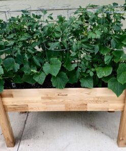 CedarCraft Self-Watering Elevated Cedar Planter (23" X 49" X 30") - Grow Fresh Vegetables, Herb Gardens, Flowers & Succulents. Raised Garden Bed for a Deck, Patio or Yard Gardening. No Tools Required. 23x49x30" 28 81PfFYhy36L