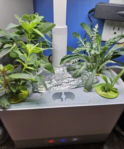 AeroGarden Mixed Romaine Lettuce Seed Pod Kit (6-pod) 6-pod 33 81PjVNrxtAL