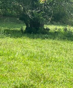 GhostBlind 4-Panel Predator Blind, Silver 45 81PjjcTnGRL