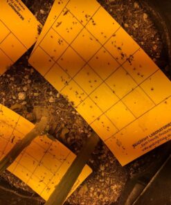 Yellow Sticky Aphid Whitefly Trap Pack of 15 30 81PqBjcJ0L