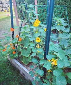 Seed Needs, 350+ Nasturtium Seeds for Planting - Jewel Mixture (Tropaeolum nanum) Non-GMO, Easy to Grow Mix, Attracts Pollinators - Bulk Bulk Pack (350 Seeds) 33 81PvlIuRHL