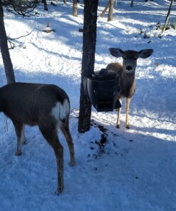 Moultrie Feed Station, Choose Model Feed Station II 36 81PxUvz9RL