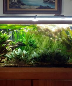 Seachem Flourish Excel 500 ml 44 81PzM2MqNwL