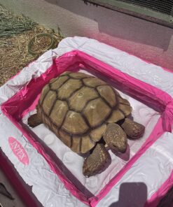 Intex Square Baby Pool - Pink 19 81Q0LryfUZL