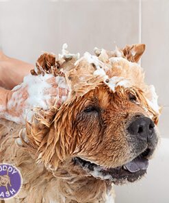 Buddy Grooming Wash 2 in 1 Dog Shampoo, Lavender & Mint, 1 Gallon Bottle Gallon Jug 14 81Q2E2BOQZL 1