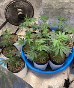 FoxFarm Ocean Forest Potting Soil, 1.5 cu ft, brown/a (FX14000) 36 81Q36pn7e3L