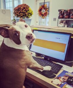 Belkin WaveRest Keyboard Wrist Support - Gel Wrist Pad - Desk Pad - Keyboard Wrist Rest - Wrist Pad For Keyboard - Keyboard Pad With Wrist Support - Ergonomic Computer Pad - Black Black (for Keyboard) Mouse Pad 39 81Q4fpz2x6L