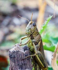 Nikon AF-S VR Micro-NIKKOR 105mm f/2.8G IF-ED Lens Lens Only 56 81Q7eDp7BCL