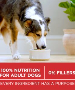 Purina ONE Chicken and Rice Formula Dry Dog Food - 8 lb. Bag Dry Food Chicken & Rice 8 Pound (Pack of 1) 32 81Q84G28x7L