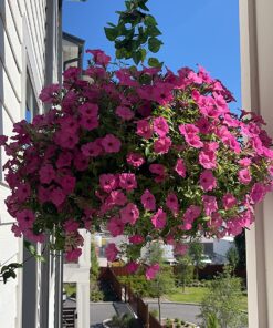 Lechuza 15190 Nido Cottage-All-In-One, White, 11 x 9 inch Self Watering Planter, D27 H23 cm 19 81Q9ZrpyC2L