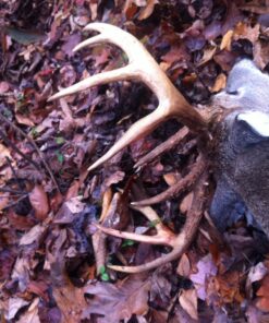 Conquest Scents Hunters Pack Vs-1 And Ever Calm Stick UNITS 15 81Q9isuRrL