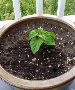 Moruga Scorpion Pepper - Grow Your Own Hottest Pepper in the World! - 2,000,000SHU 3oz/85gr 21 81QAGh0gtL