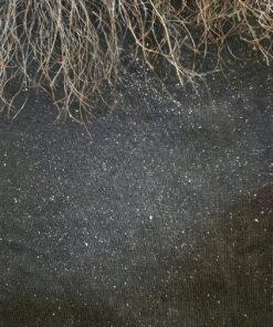 Nizoral Anti-Dandruff Shampoo with 1% Ketoconazole, Fresh Scent, 7 Fl Oz 48 81QDQW88CmL