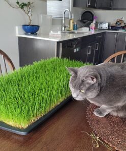 Hard Red Winter Wheat Berries | 5 LBS | Family Farmed in Washington State | Non-GMO Project Verified | 100% Non-Irradiated | Certified Kosher Parve | Field Traced | Burlap Bag 5 Pound (Pack of 1) 51 81QFPtqT6eL