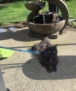 PetSafe Come With Me Kitty Harness and Bungee Leash, Harness for Cats, Large, Royal Blue/Navy 29 81QG1S1XZL