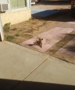 Jack Link's Meat Snacks Beef Jerky, Original, 16 Ounce (Pack of 1) 16 Ounce (Pack of 1) 24 81QGMvABDyL