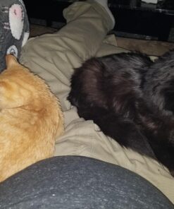 Purina Pro Plan With Probiotics, High Protein Dry Kitten Food, Chicken & Rice Formula - 7 lb. Bag 35 81QItAywJuL