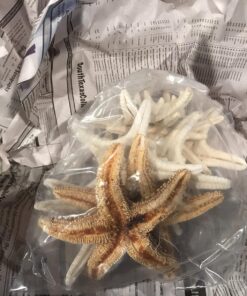 U.S. Shell, Inc. Starfish Mix 33 81QK6hAfSLL