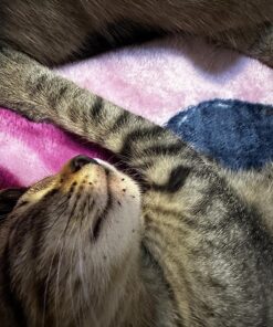 Cheristin for Cats Topical Flea Prevention – Starts Killing Fleas in 30 Minutes, 1 Dose 34 81QN5frl9IL