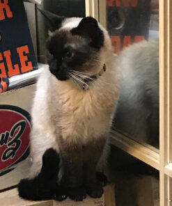 20 Pack Cabinet Locks Child Safety Latches - Vmaisi Baby Proofing Cabinets Drawers Lock - Upgraded Stronger Adhesive Easy Installation - No Drilling Standard 20.0 39 81QOiEzL6lL