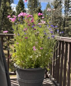 Hummingbird Nectar Wildflower Seeds Bulk Open-Pollinated Wildflower Seed Mix Packet, Non-GMO, No Fillers, Annual, Perennial Wildflower Seeds Year Round Planting - 1 oz 82 81QP AWXqbL