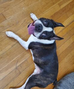 Outward Hound Tail Teaser Durable Dog Wand with Soft Plush Toys 34 81QRWovOaKL