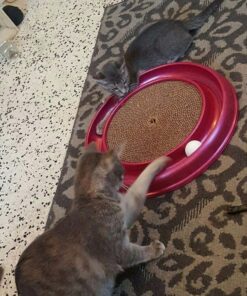 Comfort Zone Calming Diffuser Kit for Cat Calming Single Diffuser Kit Old Feliway Formula 40 81QRnmKNFVL