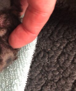 Healing Solutions 10ml Oils - Thuja Essential Oil - 0.33 Fluid Ounces 0.33 Fl Oz (Pack of 1) 25 81QS64ebpeL