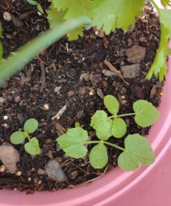 Seed Needs, Cucamelon Seeds - 65 Heirloom Seeds for Planting Melothria scobra - Mexican Sour Gherkin Non-GMO & Untreated, Boasts a Light Citrus Flavor, (2 Packs) 2 Packs (130 Seeds) 49 81QStf8UfhL