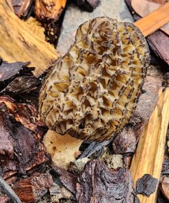 Backyard Morel Mushroom Growing Kit - MOREL HABITAT KIT ® 36 81QUaNNUh9L