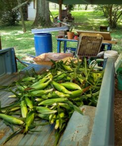 Safer Brand 5163 Caterpillar Killer II Concentrate, 16 Oz For Insects 1 Pack 19 81QWyXdorL