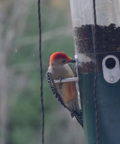 Wagner's 76029 Black Oil Sunflower Seed Wild Bird Food, 40-Pound Bag 36 81Ql uFlo L